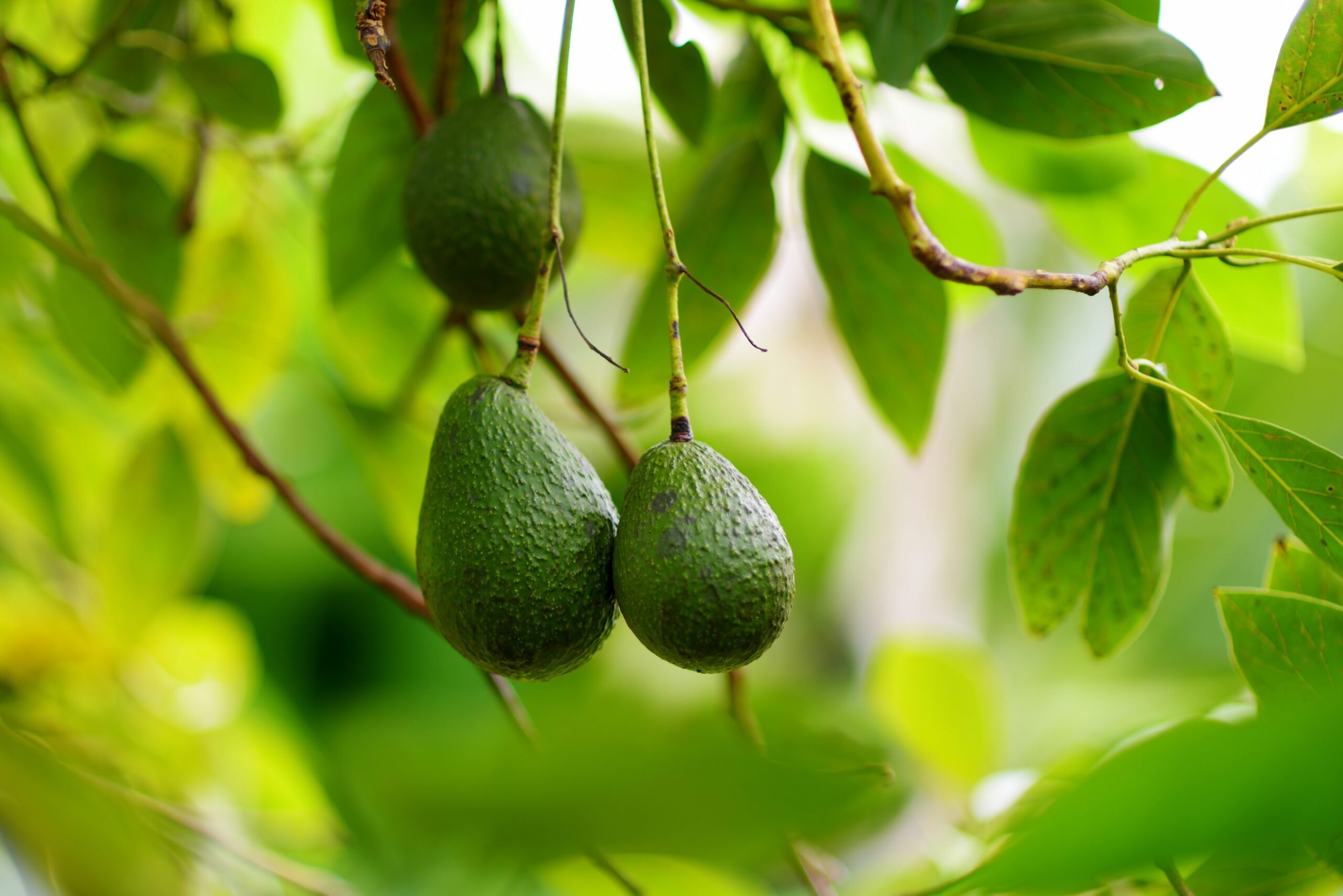 PR-tips-from-an-avocado-tree-scaled PR-tips-from-an-avocado-tree-scaled