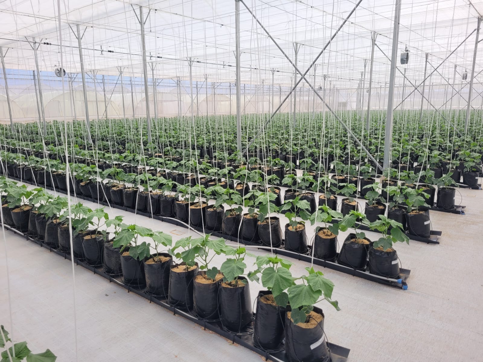cucumber croplifter cucumber croplifter