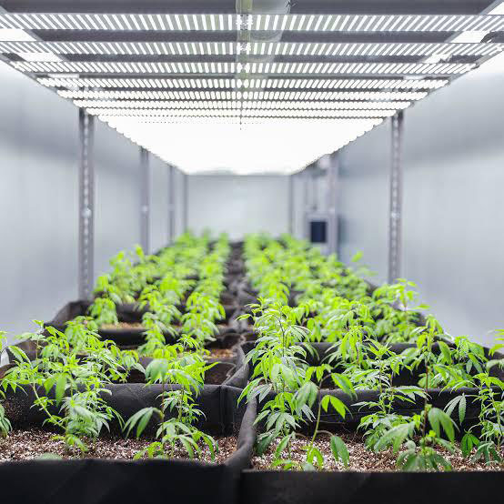 grow-house grow-house